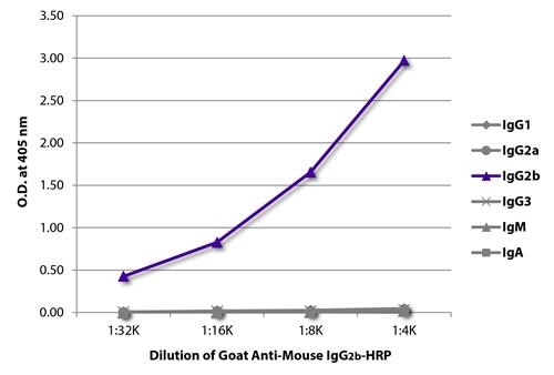 Goat Anti-Mouse IgG2b antibody, pre-adsorbed (HRP)