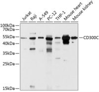 CD300C antibody