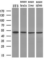 PAICS antibody [2C9]