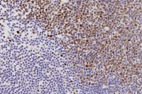 EZH2 antibody [6A10]