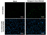 Dengue virus prM protein antibody