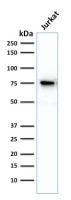 Moesin antibody [MSN/493]
