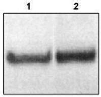 Dab1 antibody