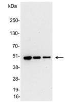 V5 tag antibody