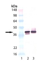 Synaptophysin antibody [4E206]
