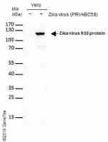 Zika virus NS5 protein antibody