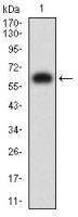 KIR3DL1 antibody [6D9A4]