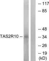 TAS2R10 antibody