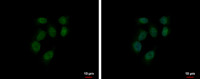 RUVBL2 antibody
