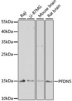 Prefoldin 5 antibody