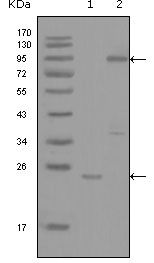 c-Yes antibody [2F3E6]