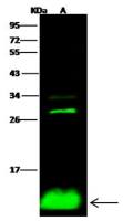 S100 alpha 2 antibody