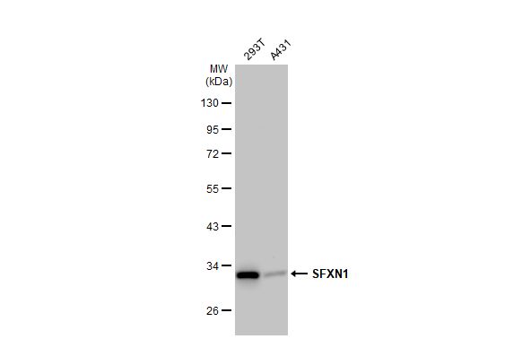 SFXN1 antibody