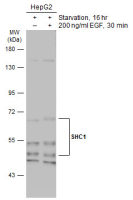 SHC1 antibody [N3C2], Internal