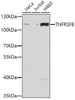 CD30 antibody