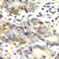 APLP1 antibody