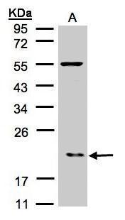 p21-ARC antibody [N1C3]