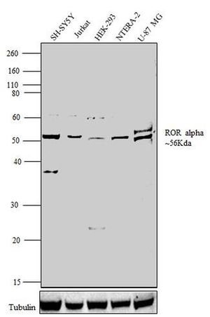 ROR alpha antibody