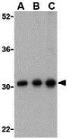 BCAP31 antibody