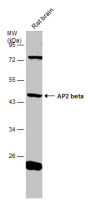 AP2 beta antibody
