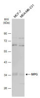 MPG antibody