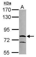 RUFY1 antibody [N3C3]