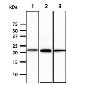 NCR3 antibody [AT38D9]