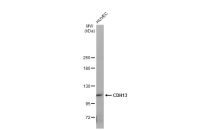 CDH13 antibody [GT1255]