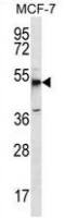 MBOAT4 antibody