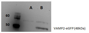 Vamp2 antibody