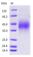 Mouse PD1 protein, His Tag