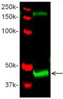 Wnt8b antibody