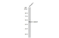 CDC37 antibody