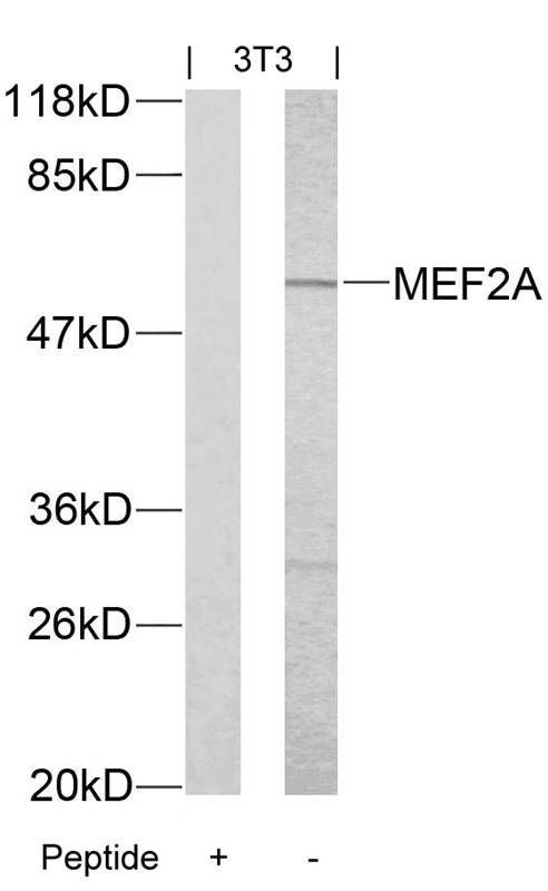 MEF2A antibody