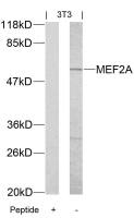 MEF2A antibody