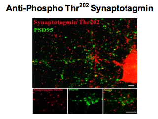 Synaptotagmin 1 (phospho Thr202) + Synaptotagmin 2 (phospho Thr199) antibody
