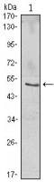 IKB beta antibody [7B4]