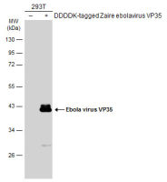 Ebola virus VP35 antibody