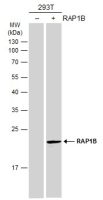 RAP1B antibody