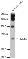 TIMM23 antibody