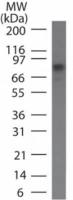 IKK beta antibody [10A9B6]