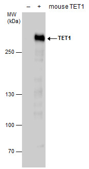 TET1 antibody [N1], N-term