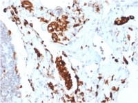Napsin A antibody [NAPSA/1865R]