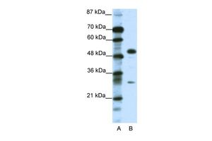 GCM1 antibody, C-term
