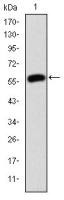 gamma Catenin antibody [4C12]