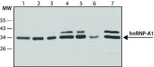 hnRNP A1 antibody [9H10]