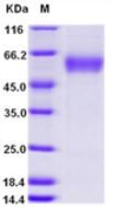 Mouse CD28 (ECD) protein, human IgG1 Fc tag