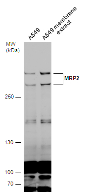 MRP2 antibody
