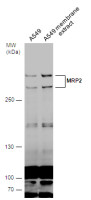 MRP2 antibody