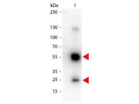 Goat Anti-Rat IgG antibody, pre-adsorbed (HRP)